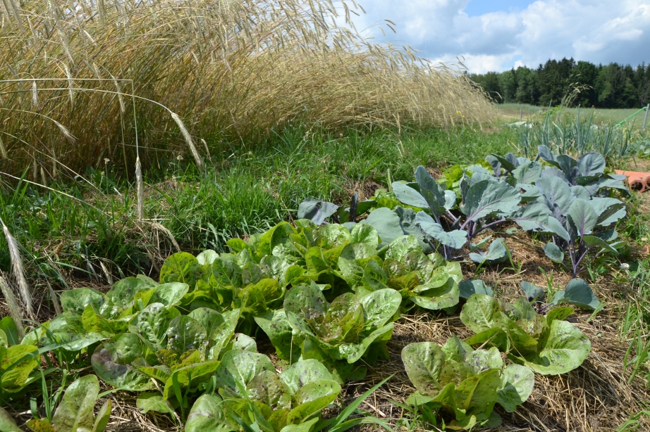 Projekt: Lebensgetreide und Gemüse