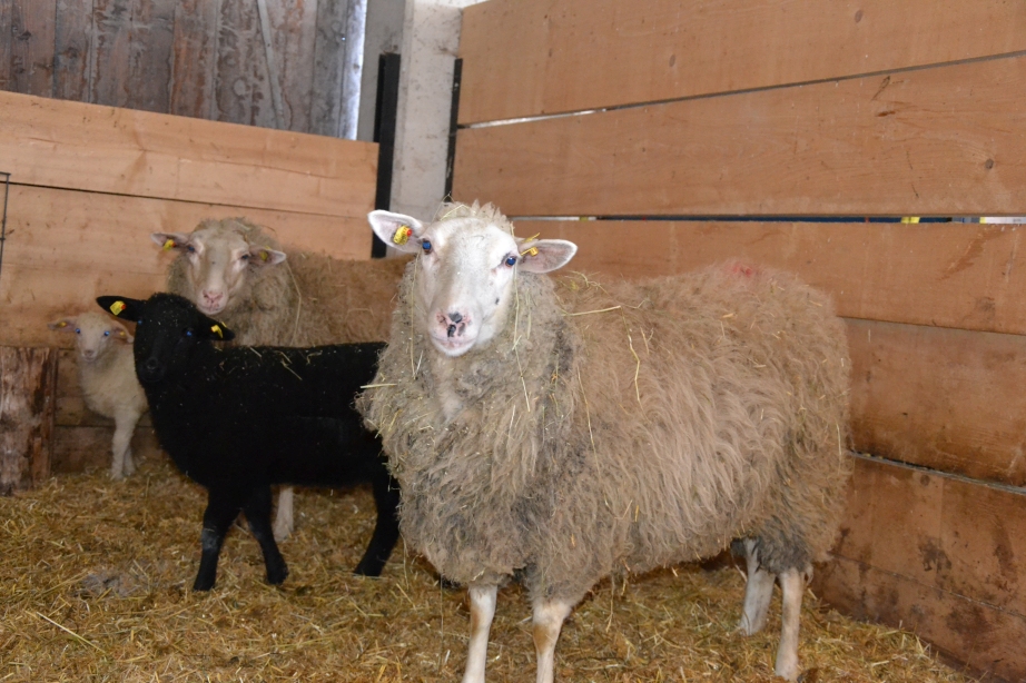 Projekt: Wertschöpfungskette Schaf