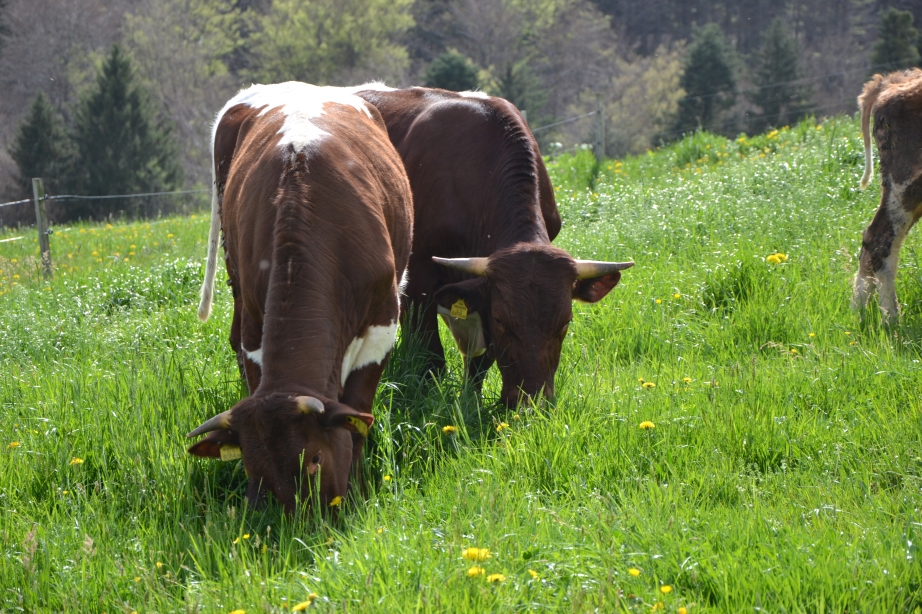 Projekt: Salzburger Hornrind