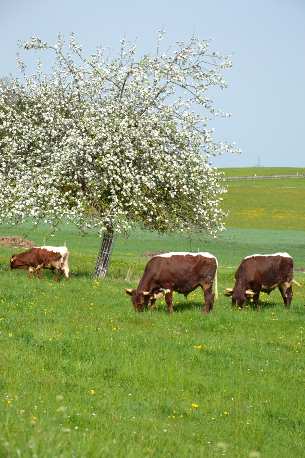 Salzburger Hornrind auf der natürlichen Weide des Knollederbauern in Obertrum im Salzburger Seenland.